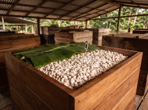 Un cajón de madera lleno de granos de cacao cubiertos de pulpa blanca, tapado a medias con hojas de plátano.