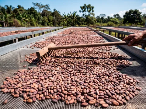 Granos de cacao extendidos en camas de secado al sol; una mano pasa un rastrillo de madera y deja surcos entre ellos.